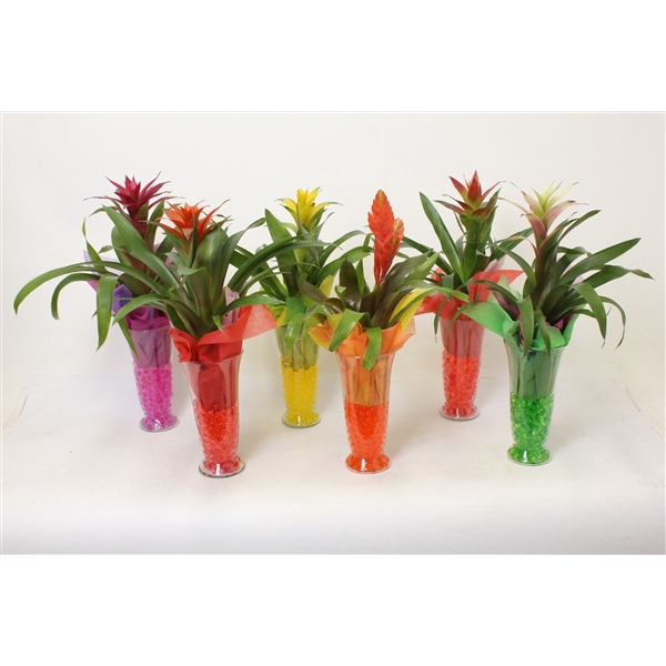<h4>Bromelia variés</h4>
