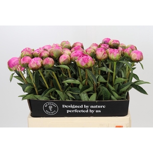 Paeonia Glory Hallelujah