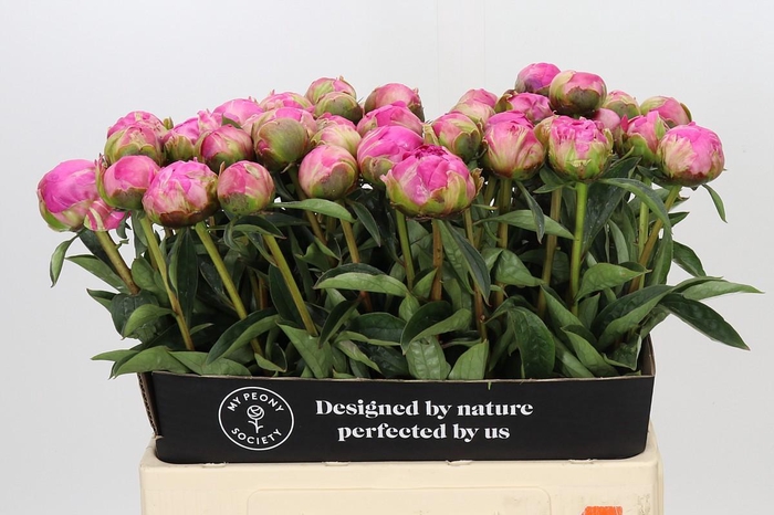 Paeonia Glory Hallelujah