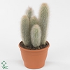 ESPOSTOA DYBOWSKII