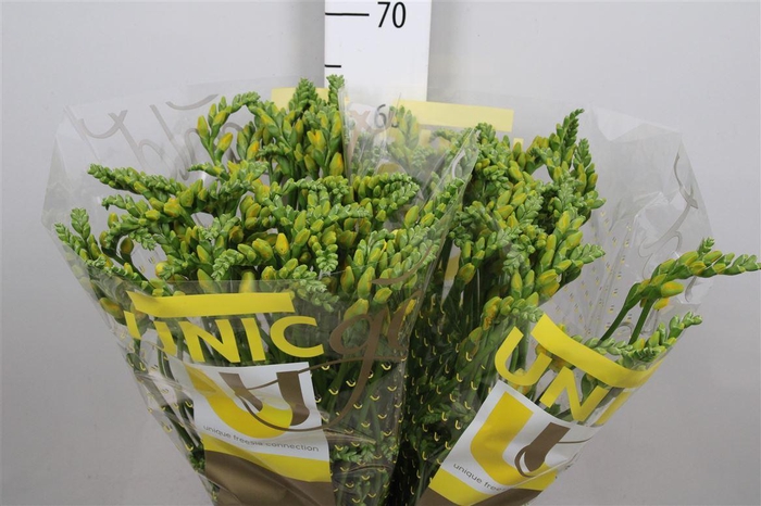 <h4>Fr Du Soleil</h4>