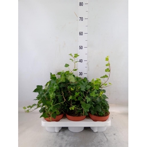 Hedera helix 'Wonder'