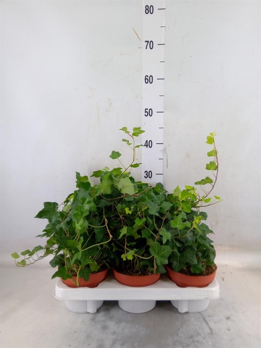 <h4>Hedera helix 'Wonder'</h4>