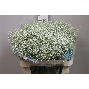 Gyps Pa Zi Discovery