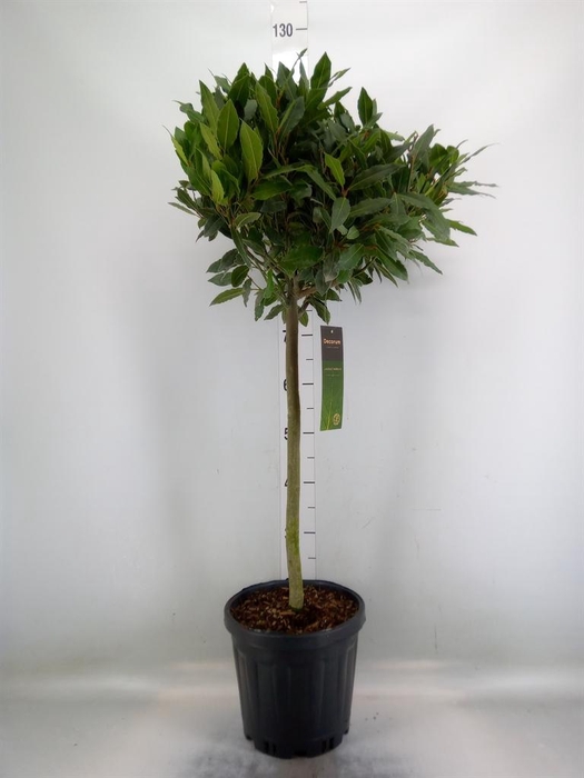 <h4>Laurus nobilis</h4>