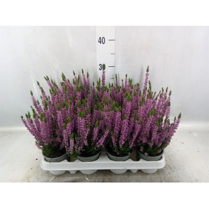 Calluna vulg. 'Beauty L Lianne'