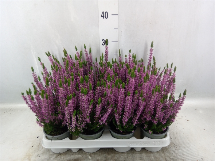 <h4>Calluna vulg. 'Beauty L Lianne'</h4>