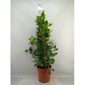 Ficus microcarpa 'Moclame'