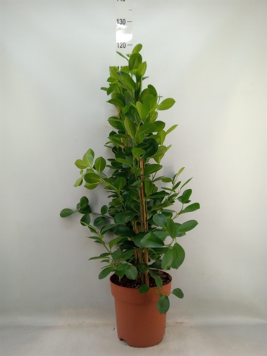 <h4>Ficus microcarpa 'Moclame'</h4>