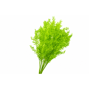 Dried Bleached Ruscus Apple Green