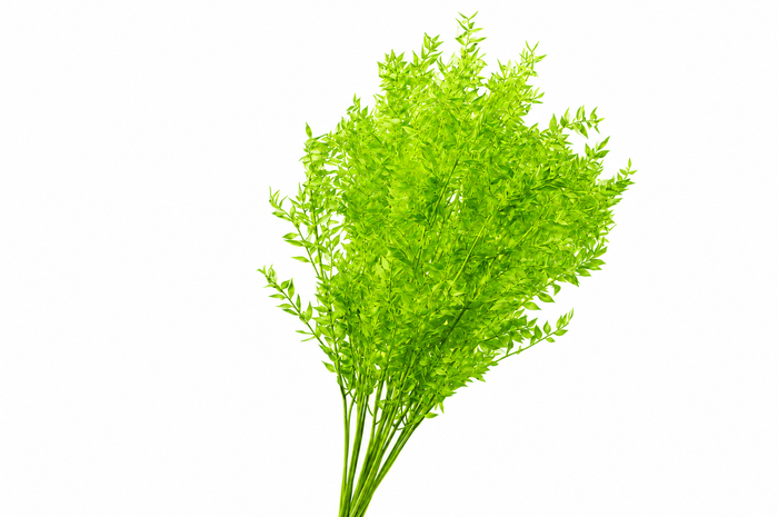 <h4>Dried Bleached Ruscus Apple Green</h4>