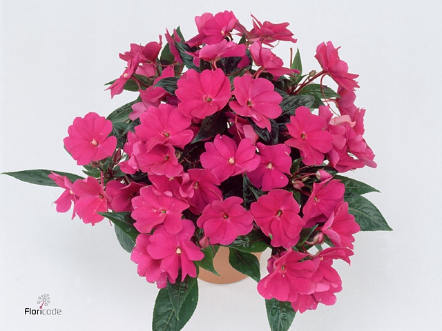 Impatiens NG 'Tamarinda Purple'