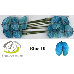 Anth. andr. DYED Blue