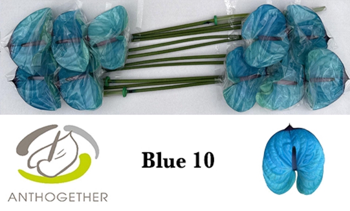 <h4>Anth. andr. DYED Blue</h4>