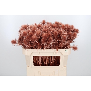 Eryn Supernova Kl Bh Koper