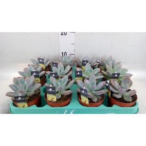 Cactus   ...