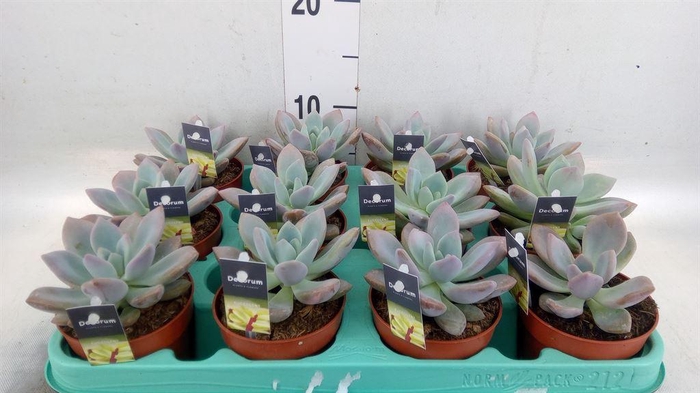 <h4>Cactus   ...</h4>