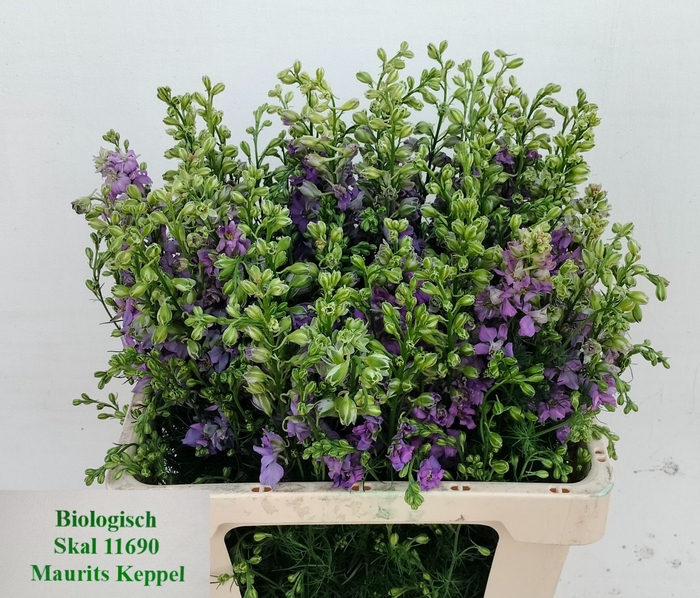<h4>CONS R Q VIOLE LILAC</h4>