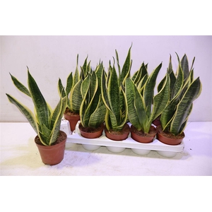 arr8 Sansev Futura Superb