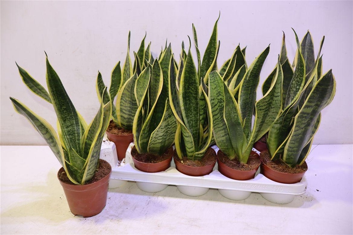 <h4>arr8 Sansev Futura Superb</h4>