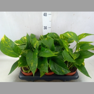 Epipremnum   ...