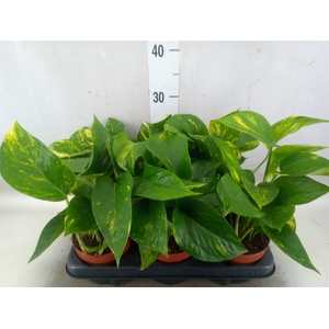 Epipremnum   ...