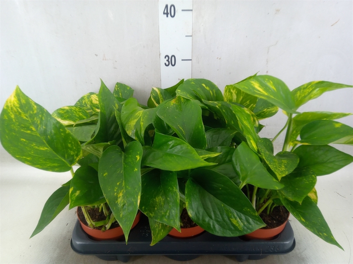 <h4>Epipremnum   ...</h4>