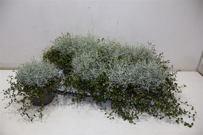 <h4>Leucoph Brownii + Muehlenbeckia</h4>