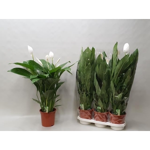Spathiphyllum Bingo Cupido 19Ø 90cm 4fl