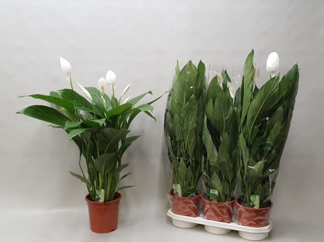 Spathiphyllum Bingo Cupido 19Ø 90cm 4fl
