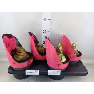 Hippeastrum GA 'Lagoon'