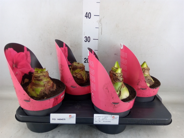 <h4>Hippeastrum GA 'Lagoon'</h4>