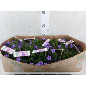 Campanula porten. 'Ambella Lavende'