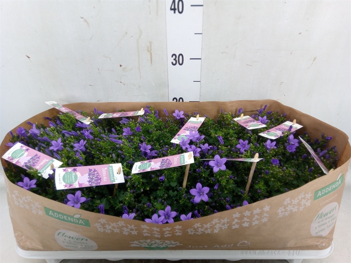 <h4>Campanula porten. 'Ambella Lavende'</h4>