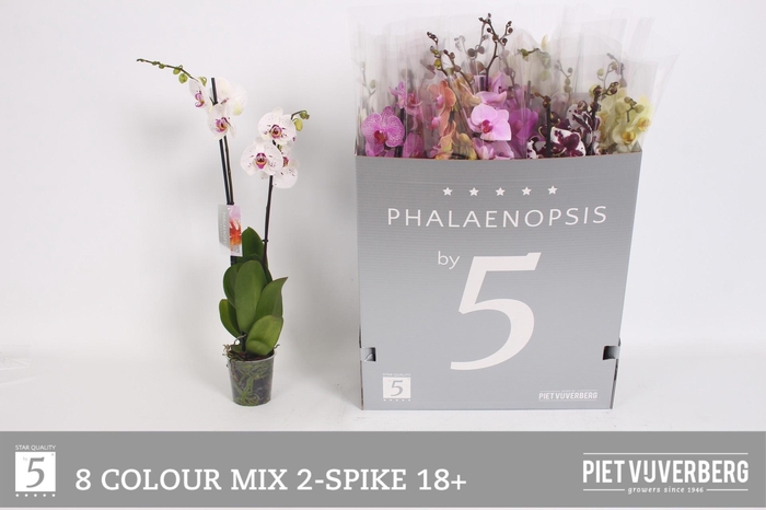 <h4>PHAL GEM 8 KL</h4>