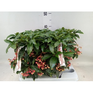 Ardisia crenata
