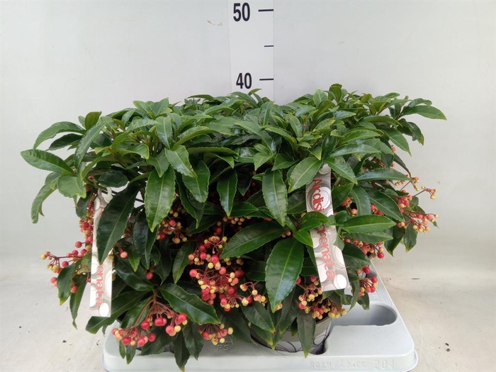 <h4>Ardisia crenata</h4>