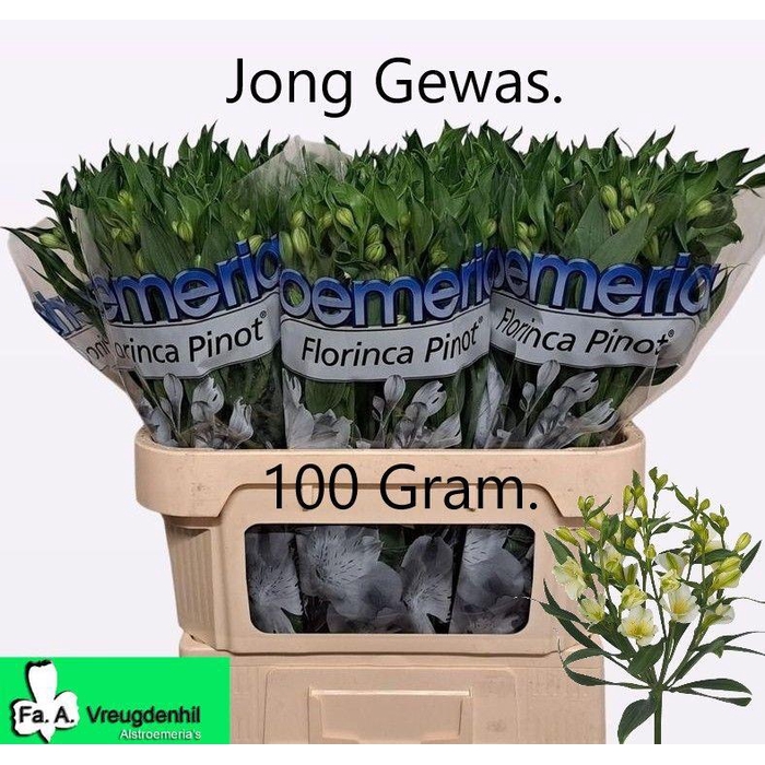 <h4>ALST FL PINOT</h4>