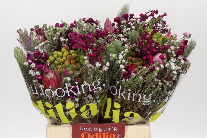 <h4>BQ Kaaps Groen Rivermix</h4>