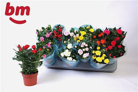 <h4>Ro B Monde Gem 7 Srt</h4>