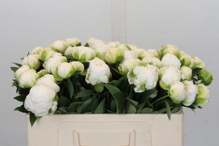 <h4>Paeonia Madame Claude Tain</h4>