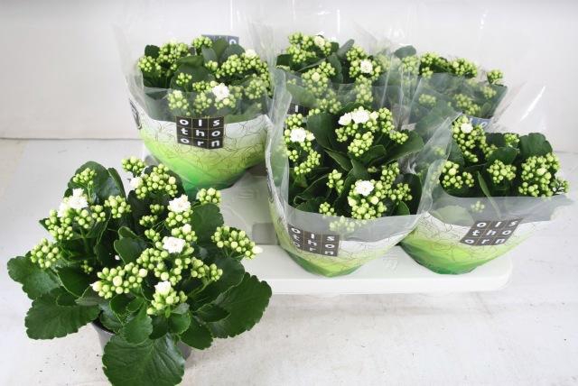 <h4>KAL GE WHITES WHITE</h4>