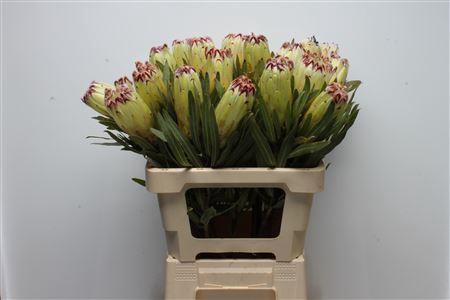 <h4>Protea Limelight</h4>