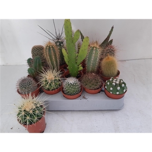 3.2 cactus mix