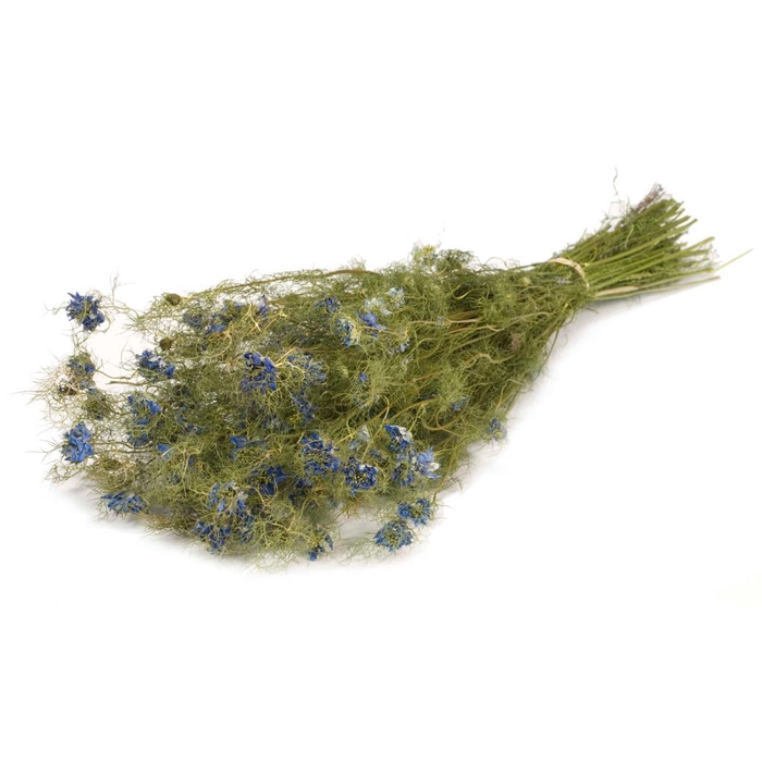 <h4>Nigella Flower Natural Blue</h4>