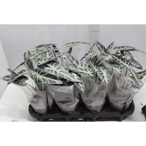 ALOCASIA PICOLLINI P12