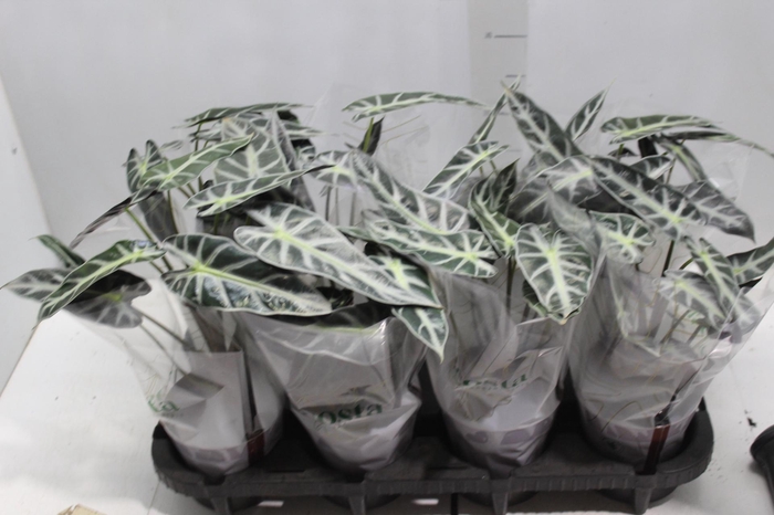 <h4>ALOCASIA PICOLLINI P12</h4>