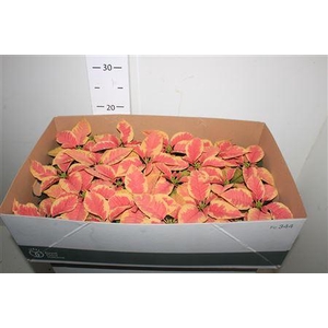 ** Euphor P Chr F Marb * Winter Promo *