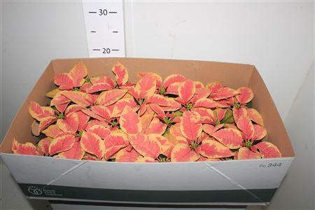 <h4>** Euphor P Chr F Marb * Winter Promo *</h4>