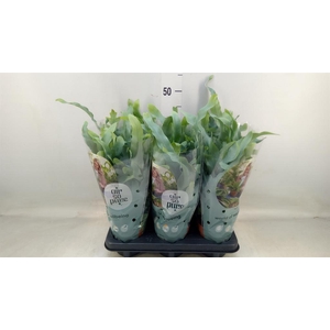 Phlebodium aureum 'Blue Star'